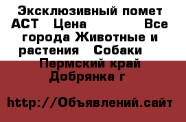 Эксклюзивный помет АСТ › Цена ­ 30 000 - Все города Животные и растения » Собаки   . Пермский край,Добрянка г.